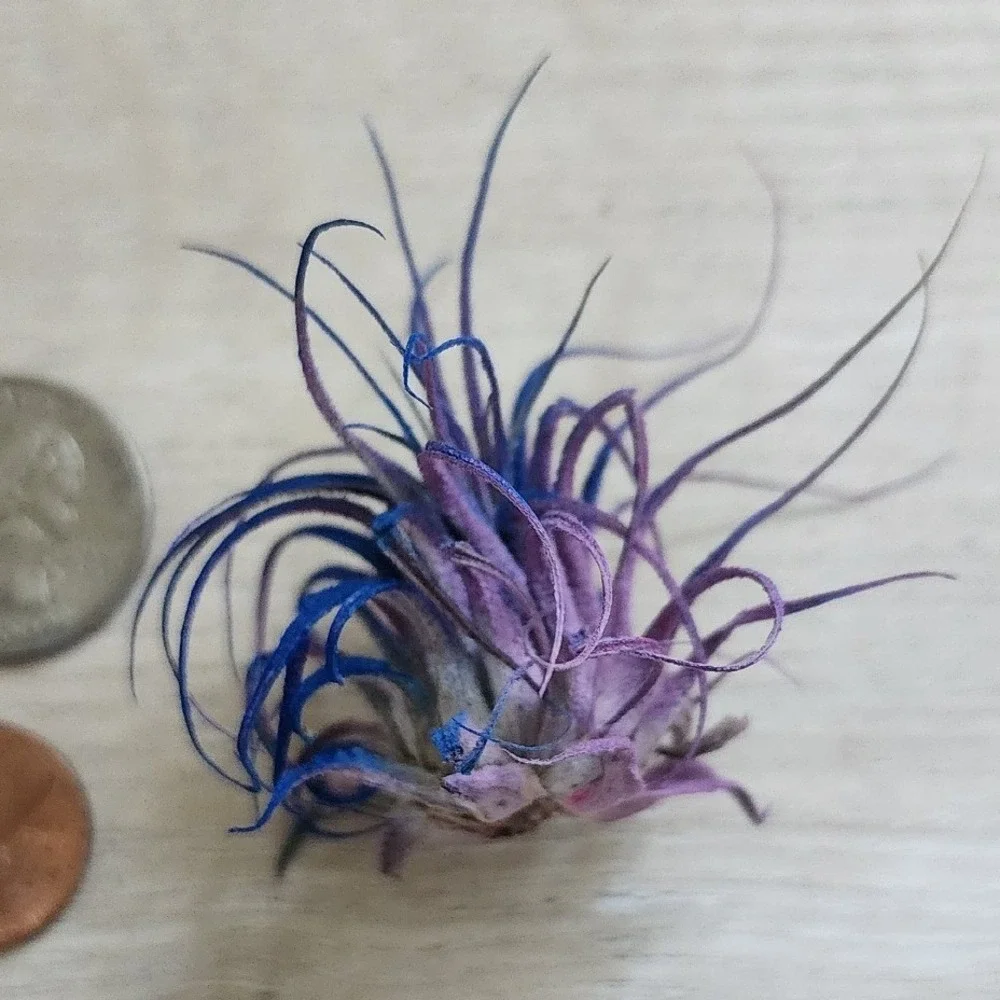 Purple Blue Color Treated Dried Airplant Small Tillandsia Botanical Decor